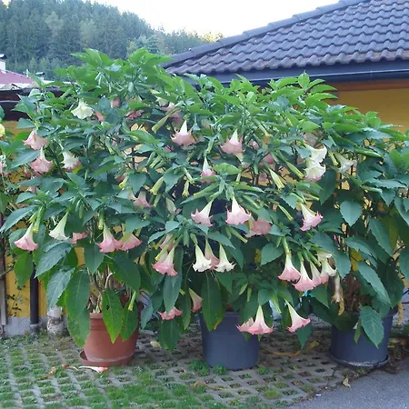 & Dullnig 3* גמונד