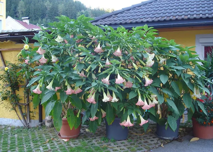 & Dullnig 3* גמונד